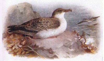 Great Shearwater by Archibald Thorburn